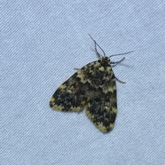 Halone (genus) (A Tiger moth) at QPRC LGA - 6 Mar 2023 by Steve_Bok