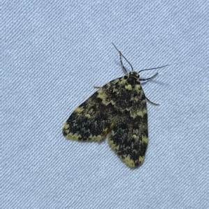 Halone (genus) at Jerrabomberra, NSW - 6 Mar 2023