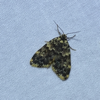 Halone (genus) (A Tiger moth) at Jerrabomberra, NSW - 6 Mar 2023 by Steve_Bok