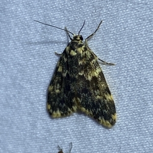 Halone (genus) at Jerrabomberra, NSW - 6 Mar 2023