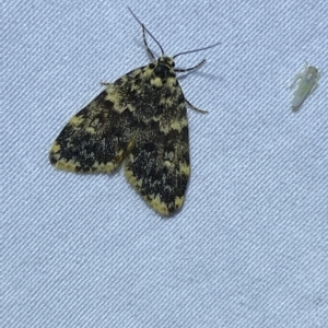 Halone (genus) at Jerrabomberra, NSW - 6 Mar 2023