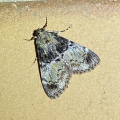 Orthaga thyrisalis (Teatree Web Moth) at QPRC LGA - 6 Mar 2023 by Steve_Bok