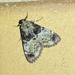 Orthaga thyrisalis at Jerrabomberra, NSW - 6 Mar 2023