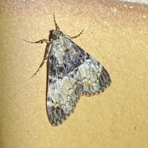 Orthaga thyrisalis at Jerrabomberra, NSW - 6 Mar 2023