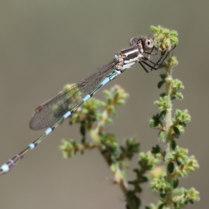 Austrolestes leda at Albury, NSW - 5 Mar 2023 10:56 AM