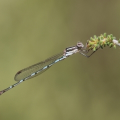 Austrolestes leda (Wandering Ringtail) at Albury - 4 Mar 2023 by KylieWaldon