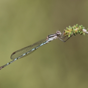 Austrolestes leda at Albury, NSW - 5 Mar 2023 10:56 AM