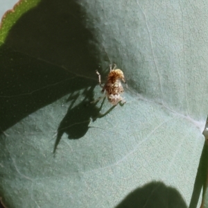 Cicadellidae (family) at Albury, NSW - 5 Mar 2023 10:46 AM