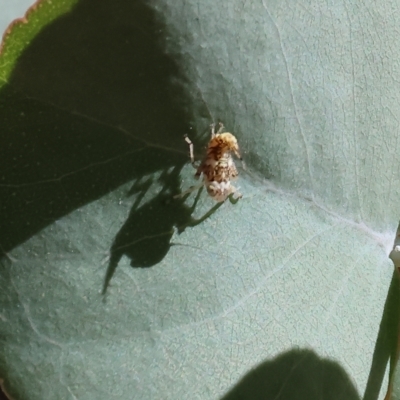 Cicadellidae (family) (Unidentified leafhopper) at Nail Can Hill - 5 Mar 2023 by KylieWaldon