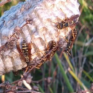 Polistes (Polistes) chinensis at Bonython, ACT - 7 Mar 2023 06:58 PM