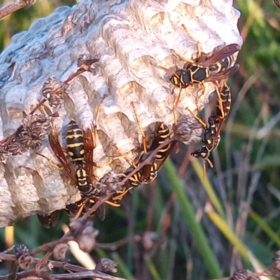 Polistes (Polistes) chinensis (Asian paper wasp) at Bonython, ACT - 7 Mar 2023 by MichaelBedingfield