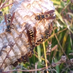 Polistes (Polistes) chinensis at Bonython, ACT - 7 Mar 2023 06:58 PM