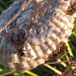 Polistes (Polistes) chinensis at Bonython, ACT - 7 Mar 2023 06:58 PM