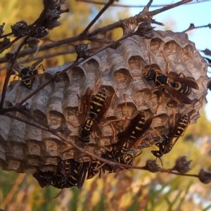 Polistes (Polistes) chinensis at Bonython, ACT - 7 Mar 2023 06:58 PM