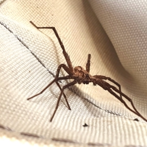 Argoctenus sp. (genus) at Yass River, NSW - 5 Mar 2023 03:49 PM