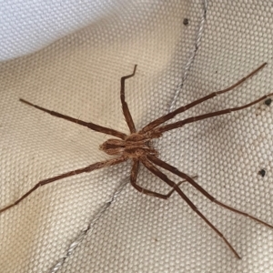 Argoctenus sp. (genus) at Yass River, NSW - 5 Mar 2023 03:49 PM