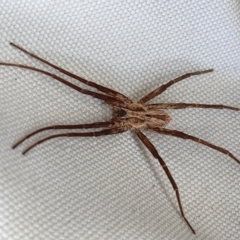 Argoctenus sp. (genus) at Yass River, NSW - 5 Mar 2023