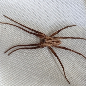 Argoctenus sp. (genus) at Yass River, NSW - 5 Mar 2023 03:49 PM