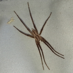 Argoctenus sp. (genus) at Yass River, NSW - 5 Mar 2023