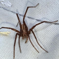 Argoctenus sp. (genus) at Yass River, NSW - 5 Mar 2023 03:49 PM