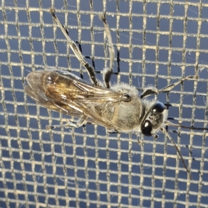 Pison sp. (genus) at Yass River, NSW - 5 Mar 2023 06:10 PM