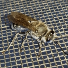 Pison sp. (genus) at Yass River, NSW - 5 Mar 2023 06:10 PM