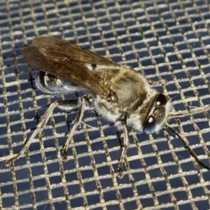 Pison sp. (genus) at Yass River, NSW - 5 Mar 2023 06:10 PM