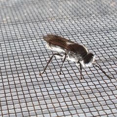 Pison sp. (genus) at Yass River, NSW - 5 Mar 2023