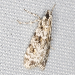 Scoparia chiasta (A Crambid moth) at O'Connor, ACT - 28 Feb 2023 by ibaird