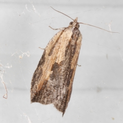 Cryptoptila immersana (A Tortricid moth) at O'Connor, ACT - 28 Feb 2023 by ibaird