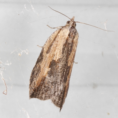 Cryptoptila immersana (A Tortricid moth) at O'Connor, ACT - 28 Feb 2023 by ibaird