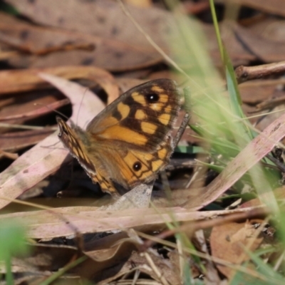 Geitoneura klugii (Marbled Xenica) at Tidbinbilla Nature Reserve - 7 Mar 2023 by RodDeb