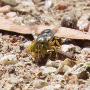 Bembix sp. (genus) at Paddys River, ACT - 7 Mar 2023