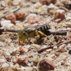 Bembix sp. (genus) at Paddys River, ACT - 7 Mar 2023 01:30 PM