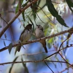 Melithreptus brevirostris (Brown-headed Honeyeater) at Tidbinbilla Nature Reserve - 7 Mar 2023 by RodDeb