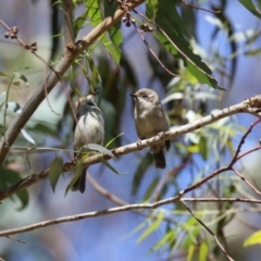 Melithreptus brevirostris at Paddys River, ACT - 7 Mar 2023