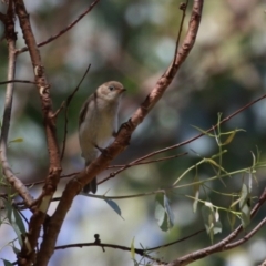 Melithreptus brevirostris at Paddys River, ACT - 7 Mar 2023