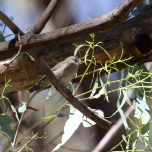 Melithreptus brevirostris at Paddys River, ACT - 7 Mar 2023