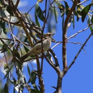 Melithreptus brevirostris at Paddys River, ACT - 7 Mar 2023