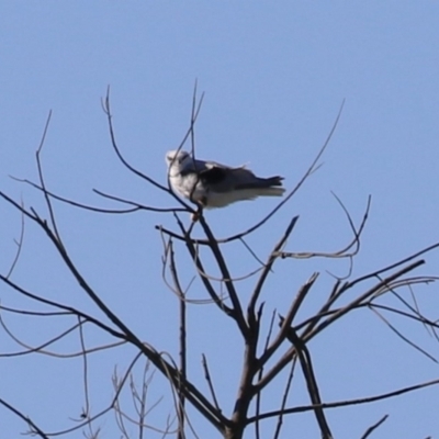 Elanus axillaris (Black-shouldered Kite) at Jerrabomberra Wetlands - 7 Mar 2023 by RodDeb