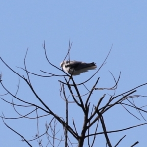 Elanus axillaris at Kingston, ACT - 7 Mar 2023