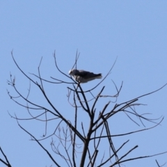 Elanus axillaris at Kingston, ACT - 7 Mar 2023