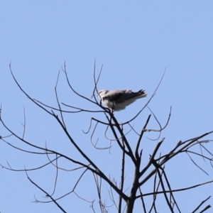 Elanus axillaris at Kingston, ACT - 7 Mar 2023