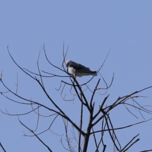 Elanus axillaris at Kingston, ACT - 7 Mar 2023