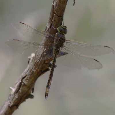 Anax papuensis (Australian Emperor) at Fyshwick, ACT - 7 Mar 2023 by RodDeb