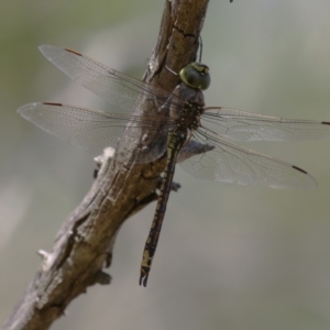 Anax papuensis at Fyshwick, ACT - 7 Mar 2023