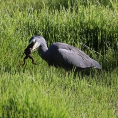 Egretta novaehollandiae (White-faced Heron) at Fyshwick, ACT - 7 Mar 2023 by RodDeb