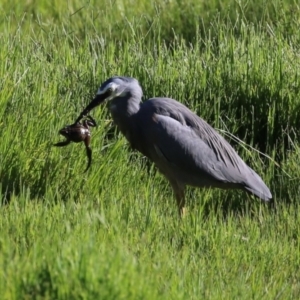 Egretta novaehollandiae at Fyshwick, ACT - 7 Mar 2023