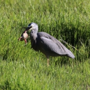 Egretta novaehollandiae at Fyshwick, ACT - 7 Mar 2023