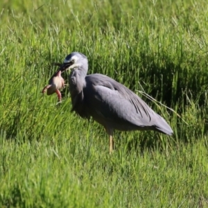 Egretta novaehollandiae at Fyshwick, ACT - 7 Mar 2023 05:17 PM